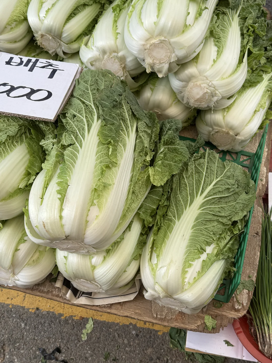 고랭지 배추 품목 참고 이미지